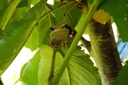 cherry-tree-frog
